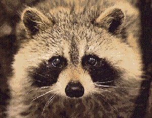 Raccoon