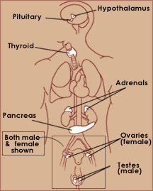 Endocrine System