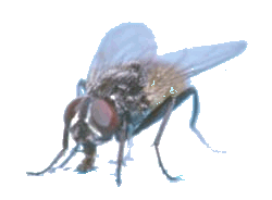 Housefly