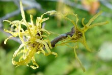 Witch Hazel