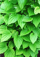 Wild Yam Leaves