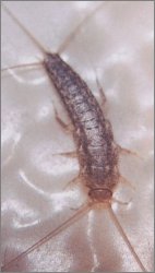 silverfish pests