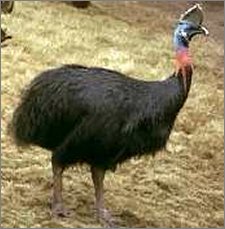 cassowary