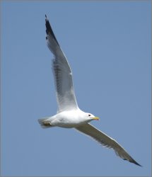 seagull