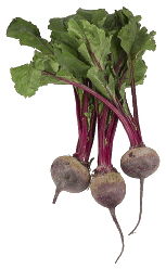 beets