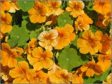 Nasturtiums