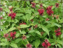 Bee Balm petals