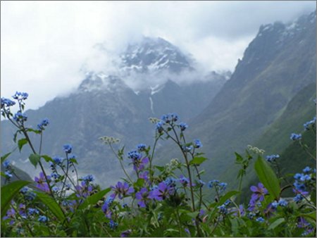 Valley of Flowers National Park