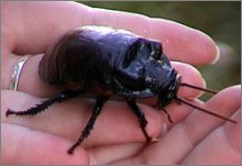 Madagascan Hissing Cockroach