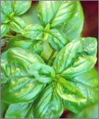 Basil