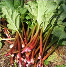 rhubarb