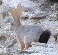 Bushman Hare