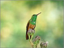 Chestnut-Bellied Hummingbird