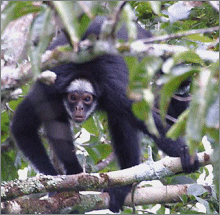 Variegated Spider Monkey