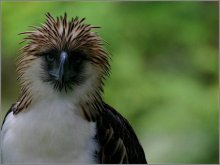 Philippine Eagle