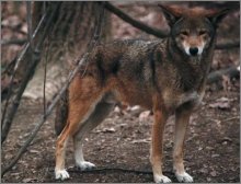 Red Wolf