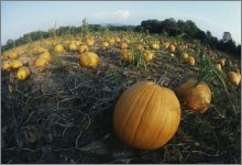 pumpkins