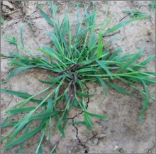 crabgrass