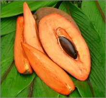 Mamey Sapote