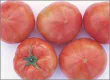 tomatoes