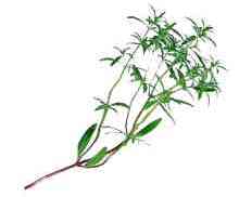 Summer Savory