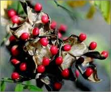 Rosary Pea