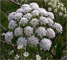 Water hemlock (Cowbane)