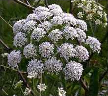 Water hemlock (Cowbane)