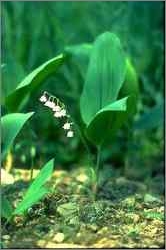 Lily of the Valley