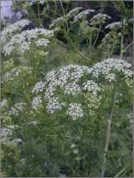 Poison Hemlock (Fool's Parsley)