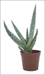 aloe vera plant