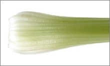Celery, Bok Choy and Rhubarb