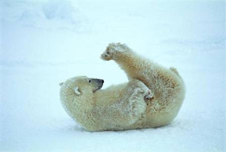 Polar Bear