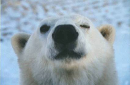 Polar Bear