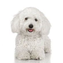 Bichon Frise