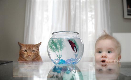 amazing photos: fish bowl