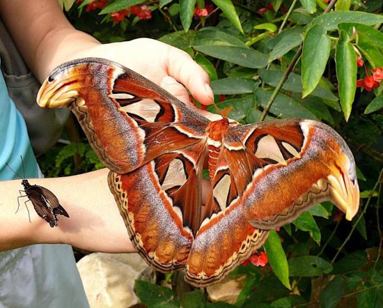amazing photos: moth