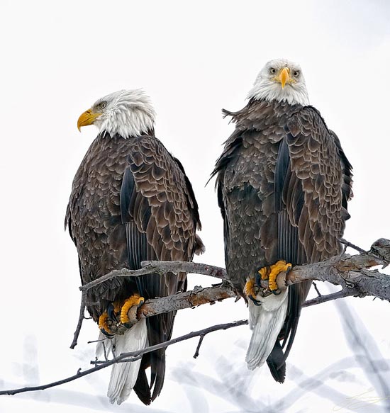 amazing photos: eagles