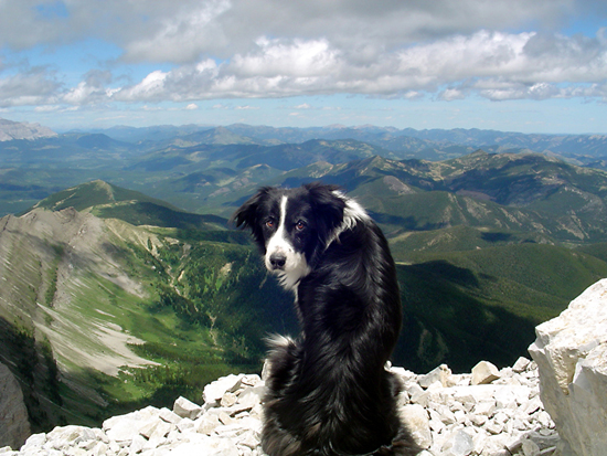 amazing photos: dog mountain