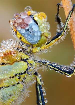 amazing photos: bug bubbles