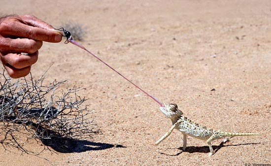 amazing photos: lizard insect