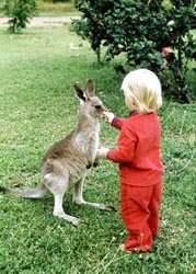 kangaroo flu