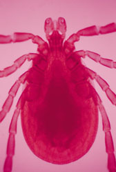 tick lyme disease