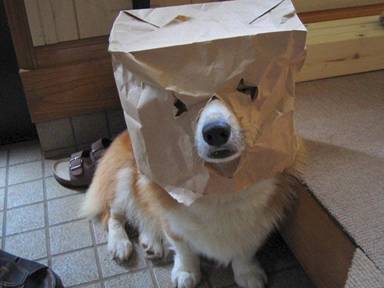 funny dog costume