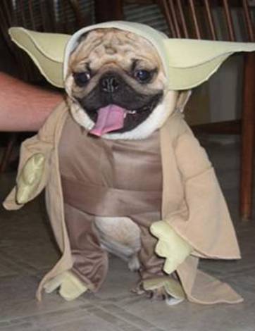 funny dog costume