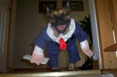 funny dog costume