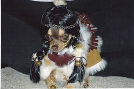 funny dog costume