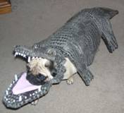 funny dog costume