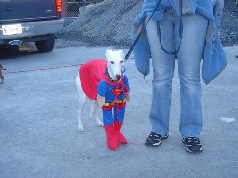 funny dog costume