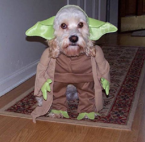 funny dog costume